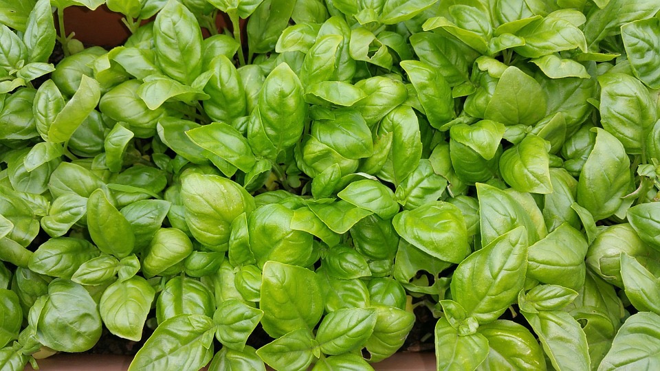 Come coltivare il basilico a casa