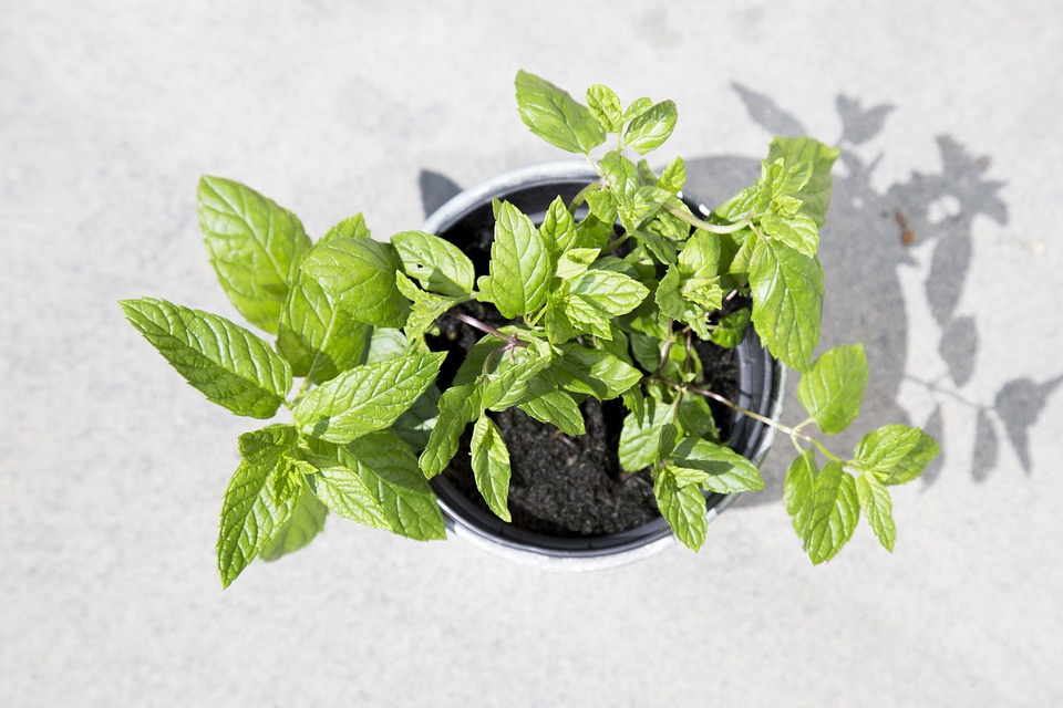 Come coltivare la menta a casa